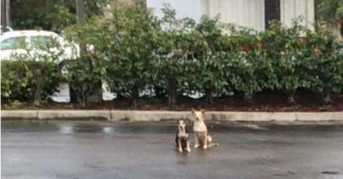 Les chiens passent des semaines dans un parking, refusant de quitter l’endroit où ils ont été abandonnés