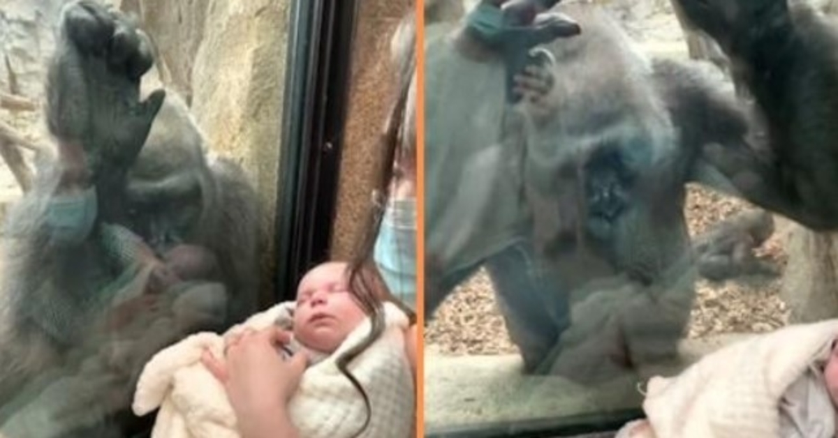 Une gorille amène son bébé à rencontrer maman et nouveau-né lors d’une rencontre réconfortante