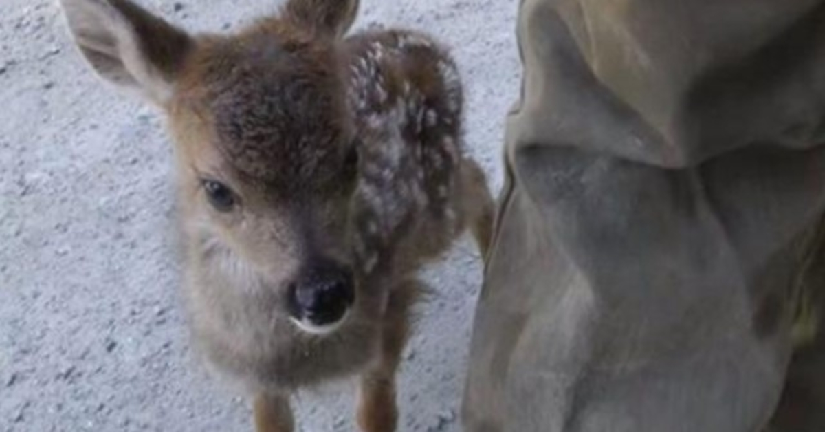 Un bébé cerf solitaire confond bûcheron avec sa mère et réchauffe les cœurs