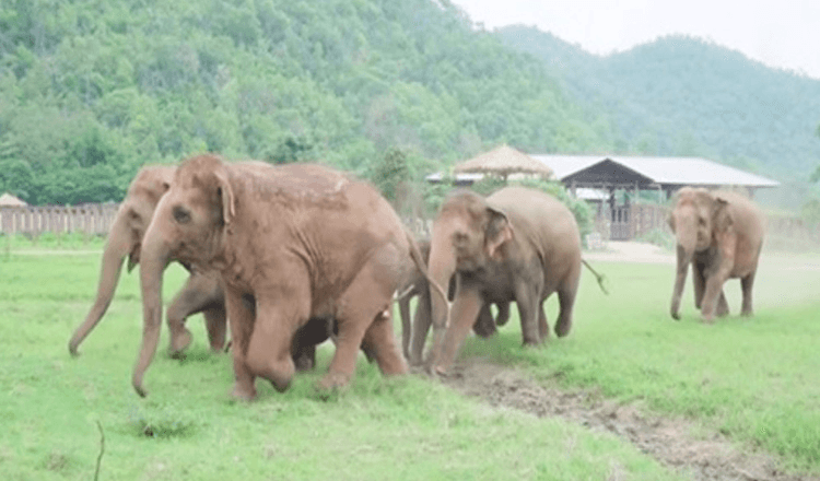 Tout le troupeau d’éléphants court pour dire bonjour à un bébé éléphant sauvé (vidéo)