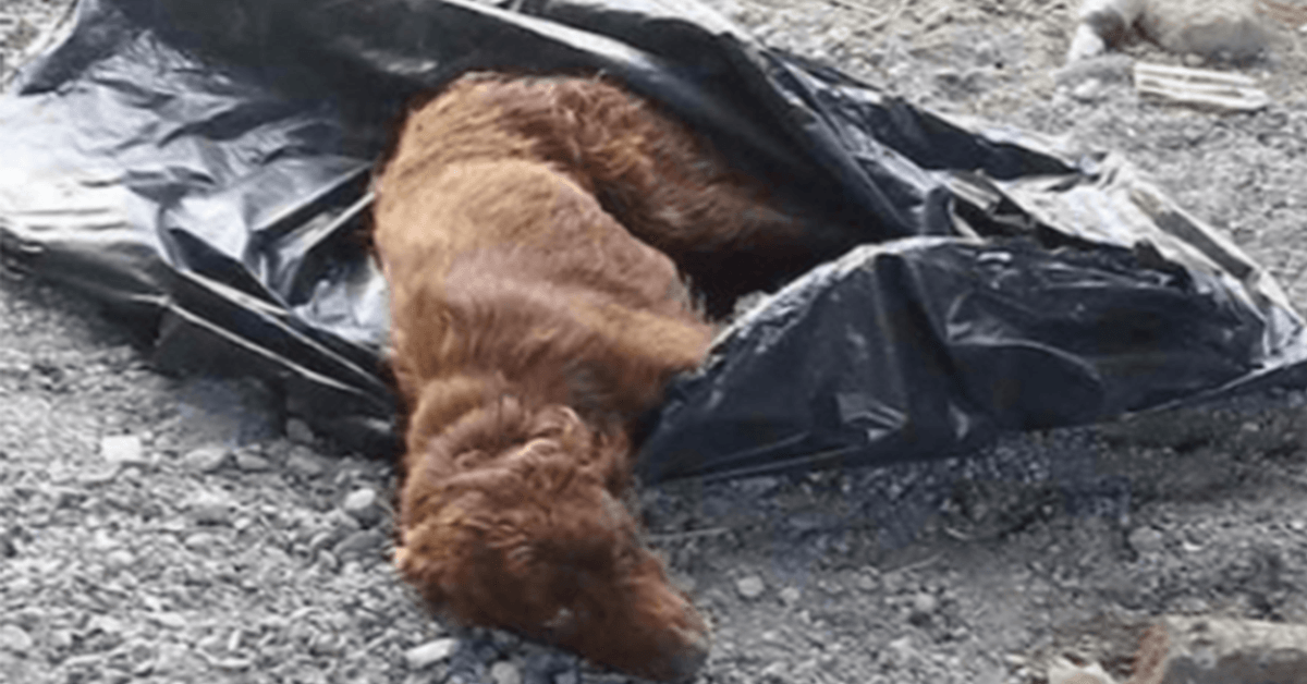Un chien attaché dans un sac poubelle et laissé pourrir par le lit d’une rivière est sauvé juste à temps