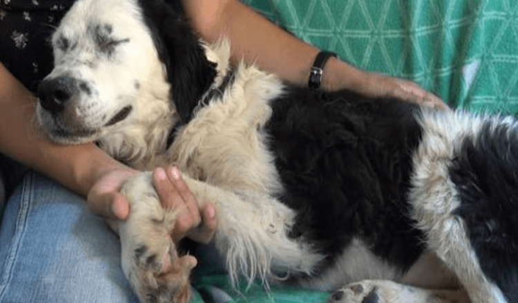 Un chien sans sommeil gisait à côté d’une femme et fermait les yeux pour la première fois depuis son sauvetage