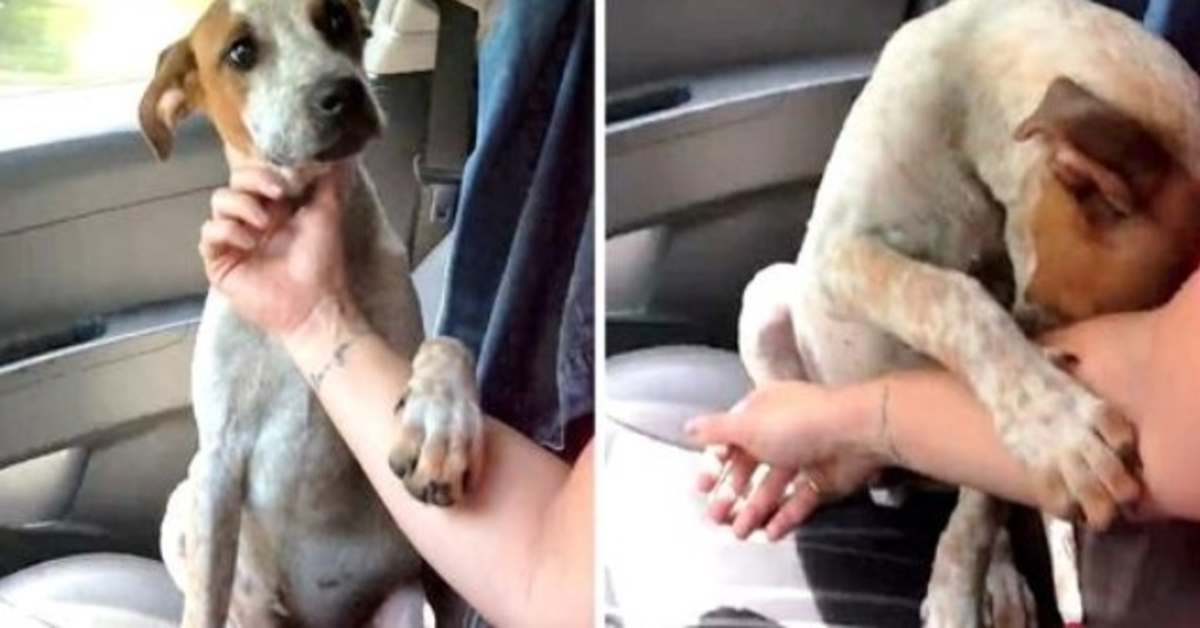 Une femme sauve un chien enchaîné mourant, le chien lui attrape la main pour lui dire “merci”
