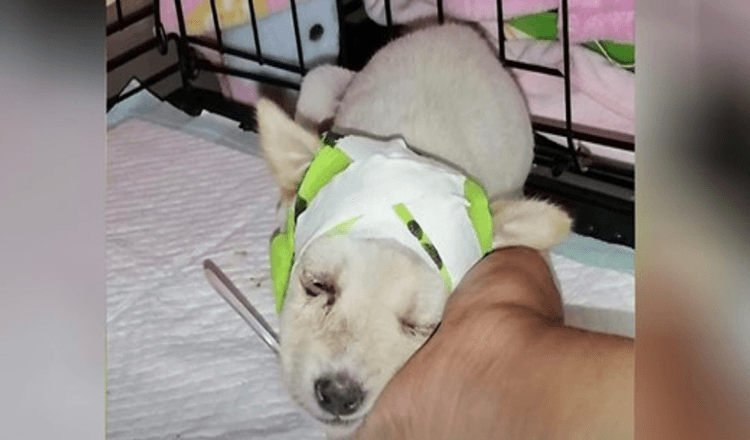 Un chiot errant au crâne brisé surprend les vétérinaires lorsqu’il se réveille prêt pour une nouvelle vie