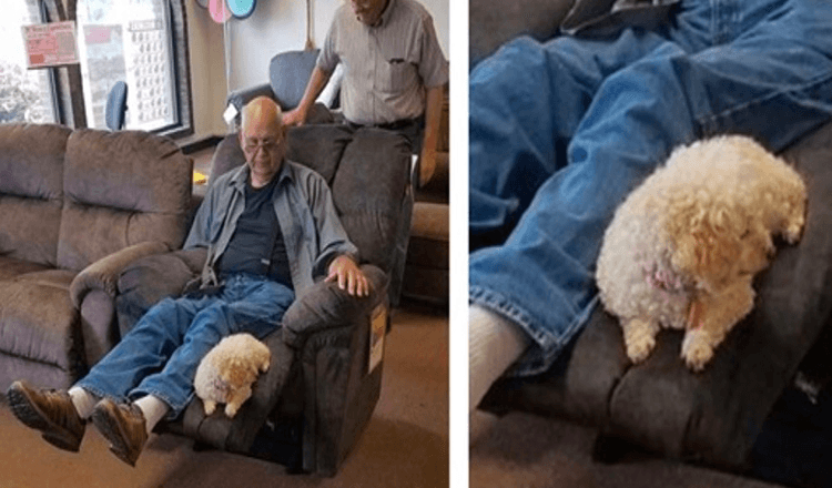 Grand-père a amené son chien au magasin de meubles pour s’assurer qu’elle approuvait leur nouvelle chaise