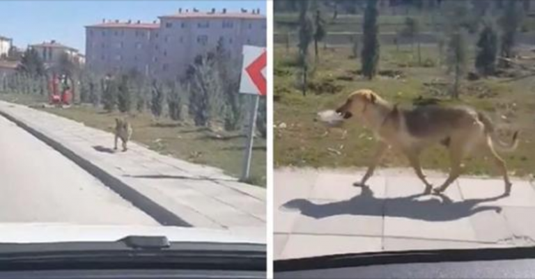 Un homme voit un chien errant portant un bol de nourriture et décide de la suivre