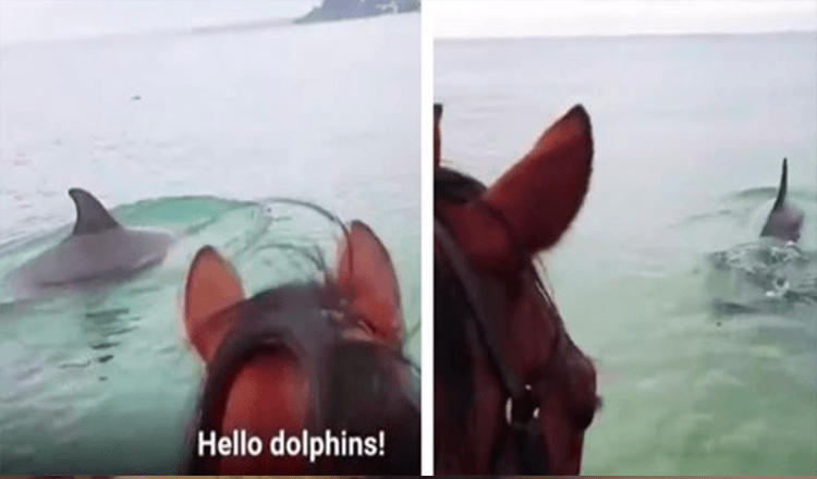 Un cheval capturé dans une vidéo virale trottant dans l’océan pour rencontrer des dauphins