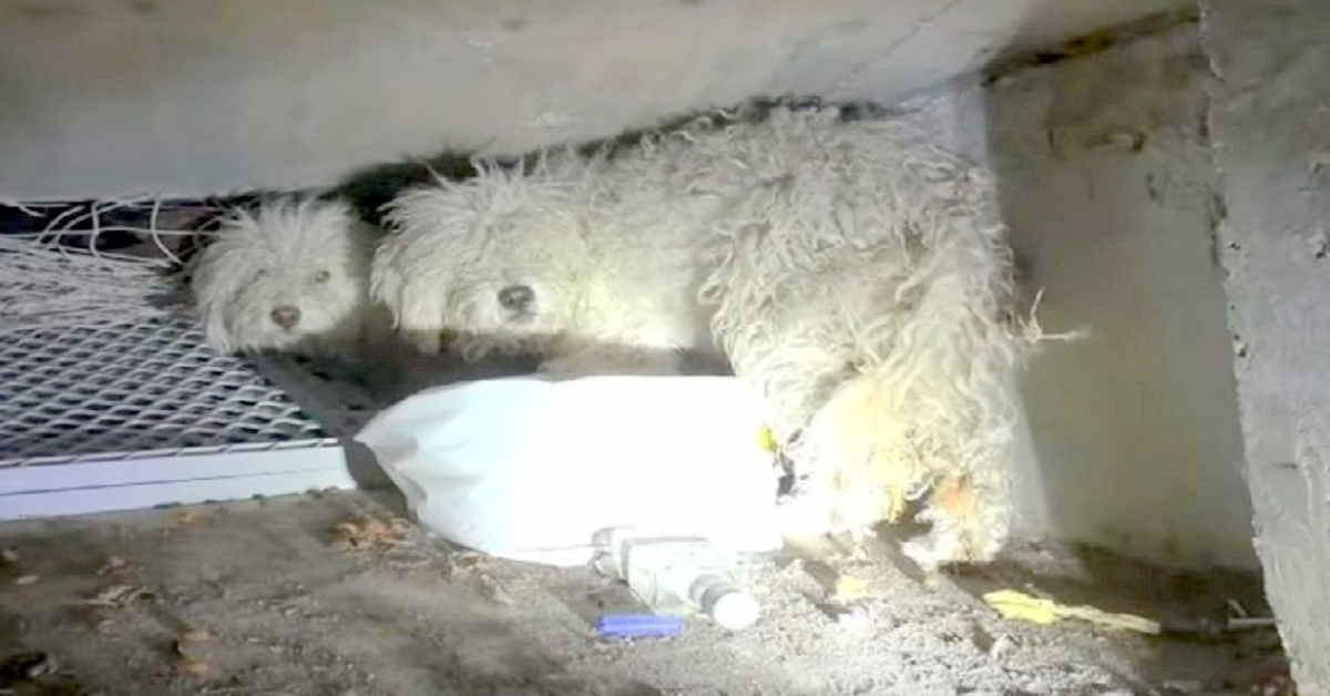 Un chien abandonné protège sa sœur après avoir été cruellement jetée dans un égout