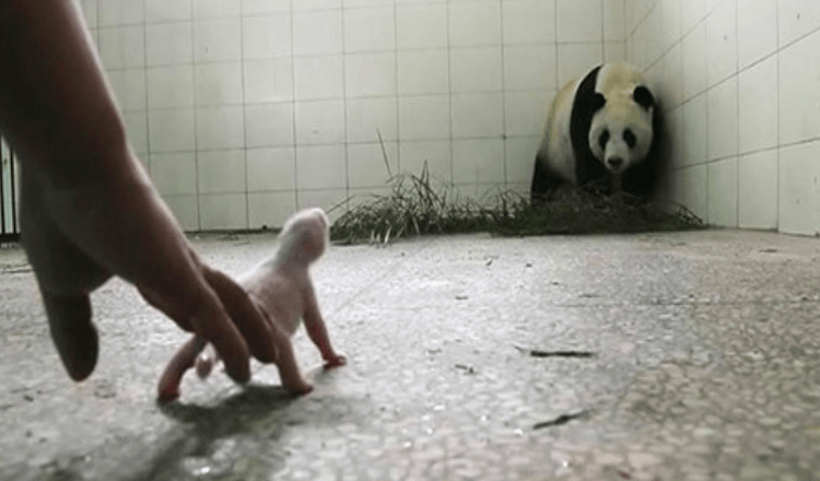 Les gardiens craignent que Panda rejette son bébé jusqu’à ce que les caméras captent l’instinct de sa mère