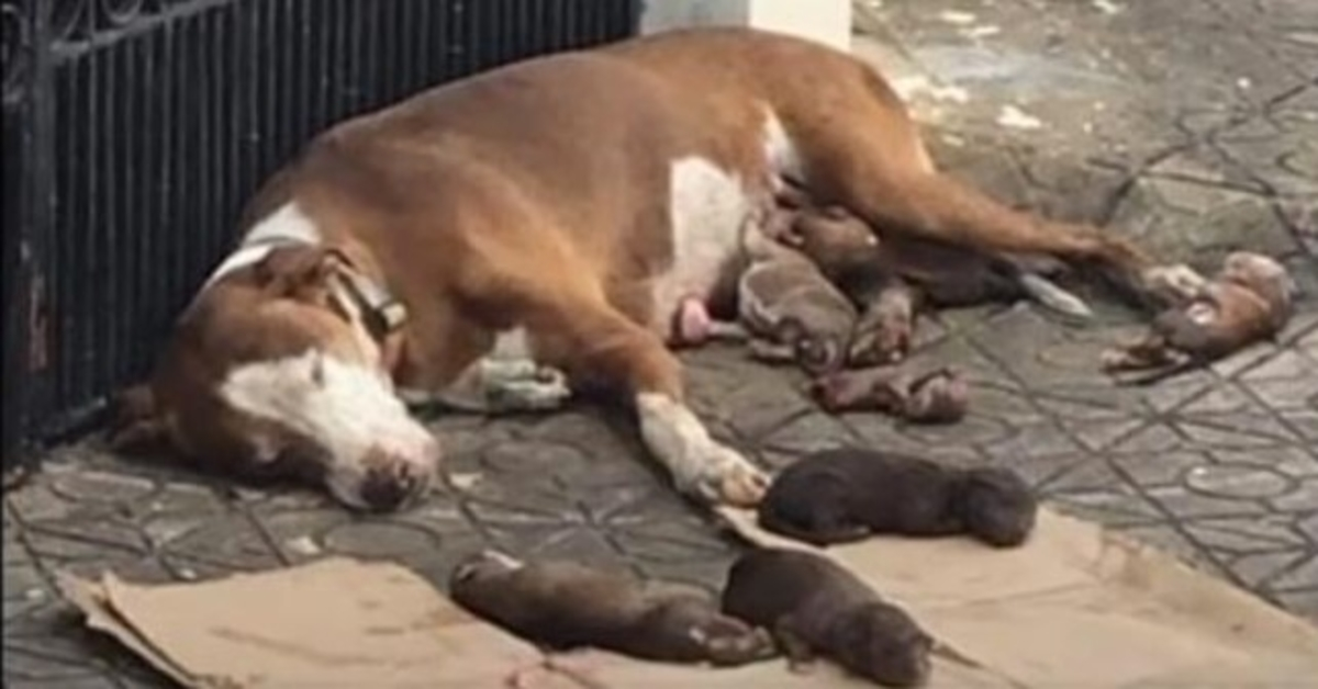 Maman chienne affamée et ses nouveau-nés souffrant de malnutrition sauvés juste à temps