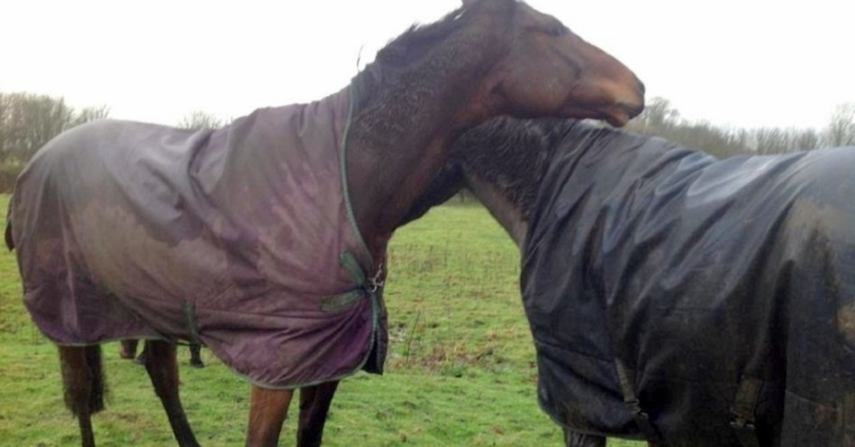 Un cheval voit son meilleur ami après 4 longues années, perd le contrôle et devient fou de joie