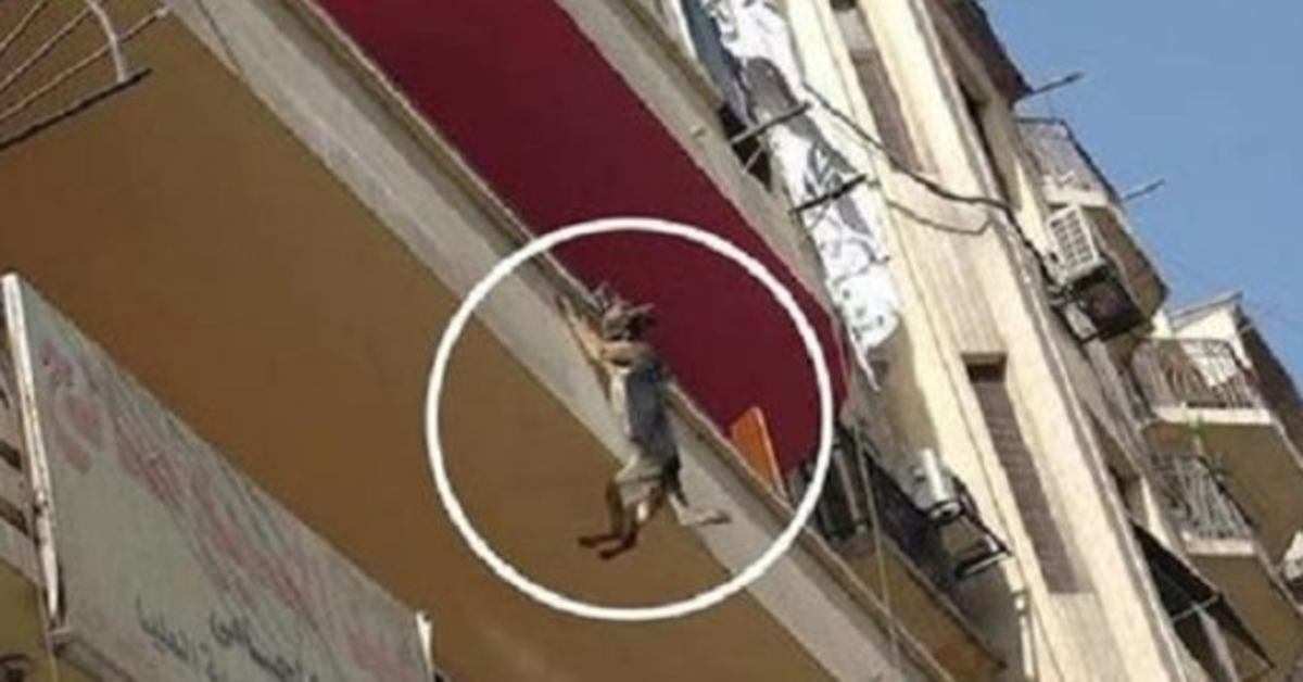 Un chien enchaîné sans nourriture ni eau essaie de sauter du balcon pour tenter de se libérer