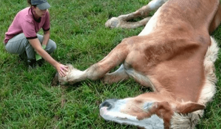 Un cheval de 30 ans a été abandonné après des années de mauvais traitements