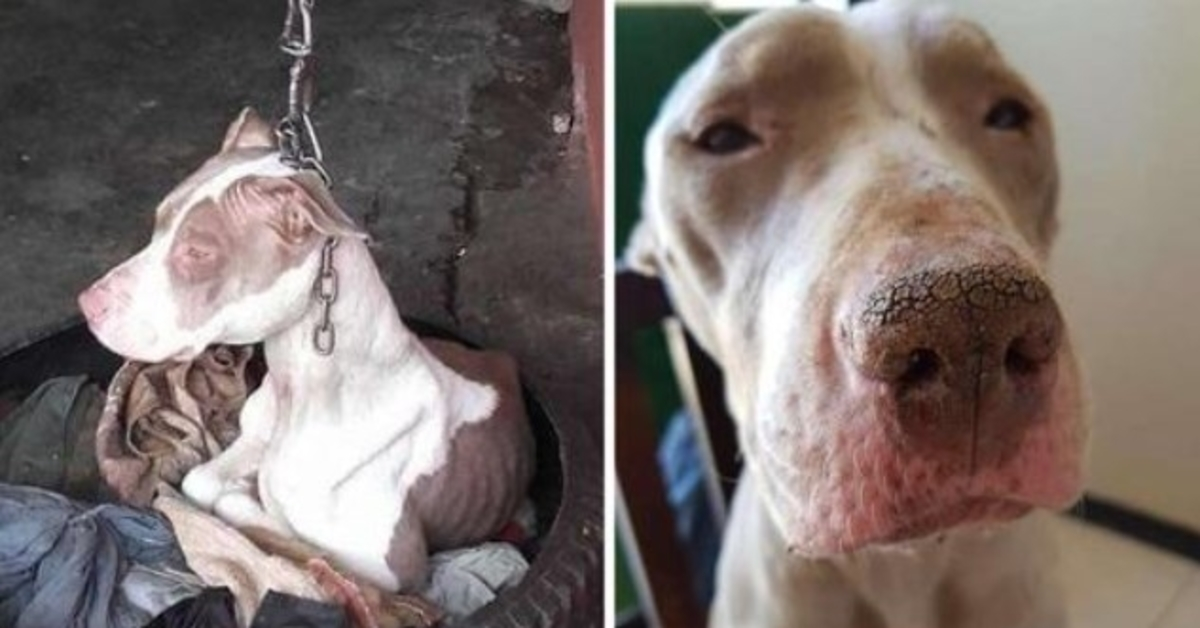 Des gens ont sauvé une chienne gardée sur une chaîne si courte qu’elle ne pouvait même pas reposer sa tête et maintenant elle est heureuse
