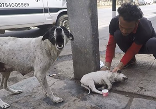 Une mère chienne angoissée demande de l’aide pour son chiot blessé