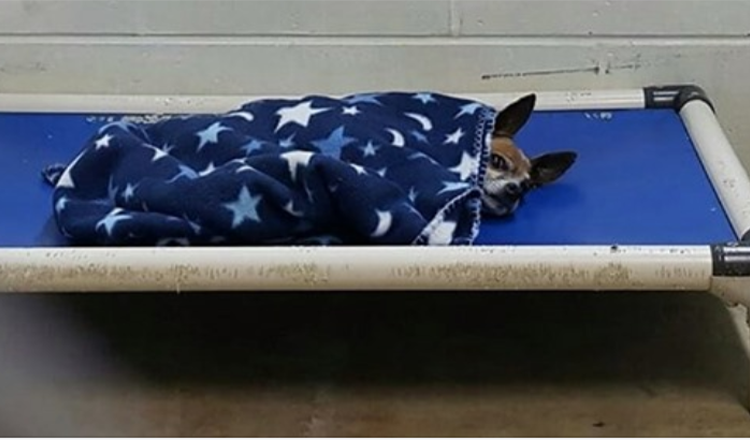 Shelter Chihuahua Dog se blottissait seul chaque nuit alors qu’il attendait une famille