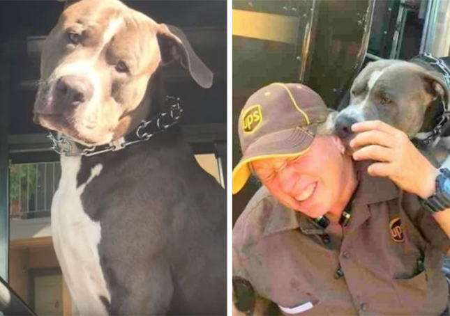 Un chien continue de pleurer après le décès de sa mère et supplie un employé d’UPS d’avoir une nouvelle maison