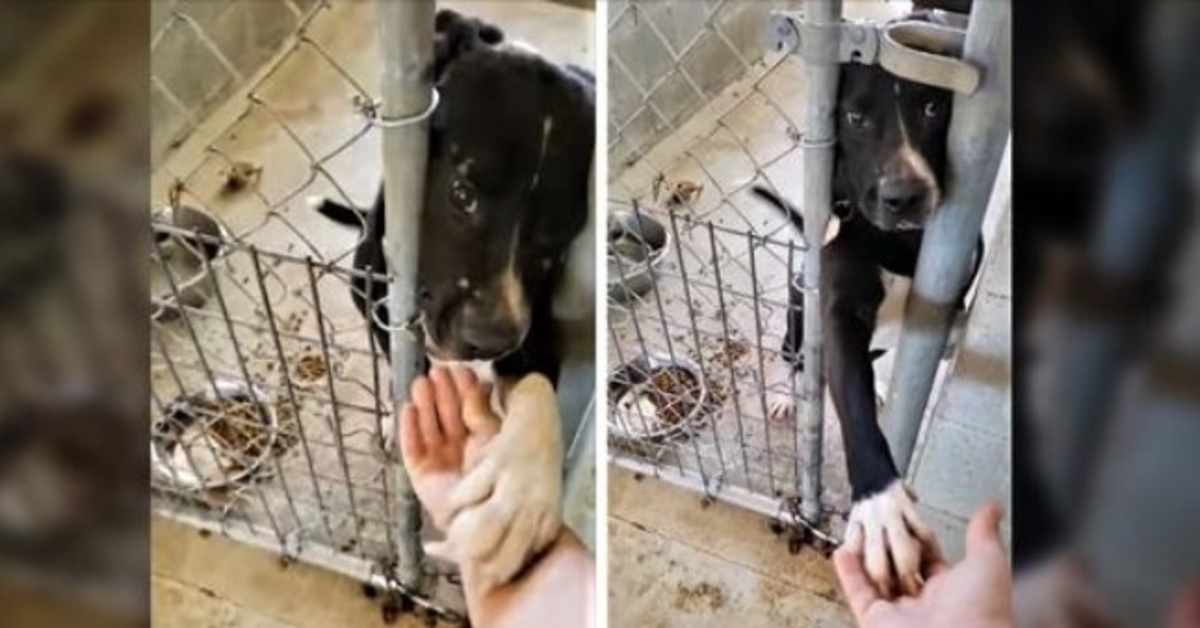 Un chien de refuge désespéré d’être adopté essaie de tenir la main de tous ceux qui passent devant son chenil
