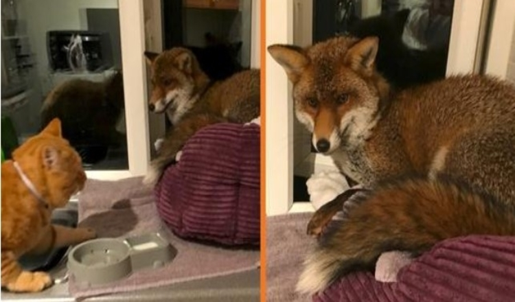 Une femme trouve un renard sauvage qui dort sur le lit de son chat et il refuse de partir