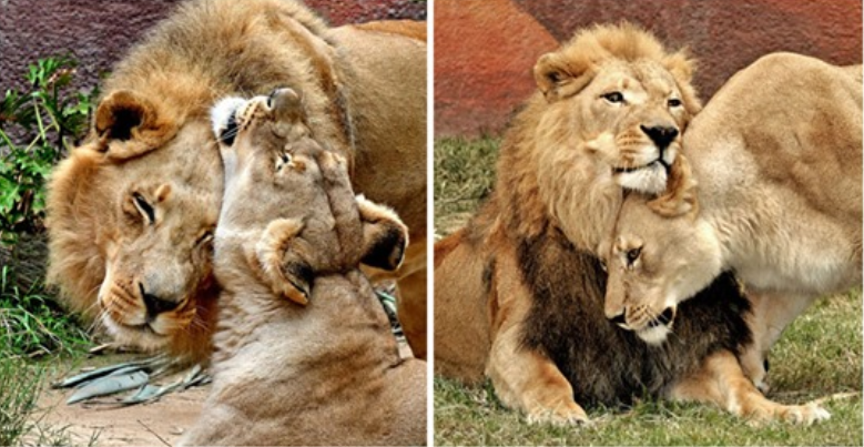 Un couple de lions malades a été mis ensemble pour qu’aucun d’eux ne soit seul