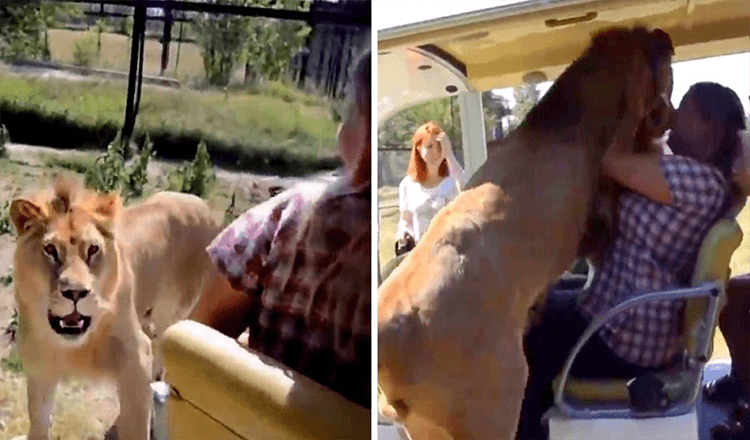 Wild Lion saute dans un véhicule de safari ouvert et fonce droit sur le visage d’une femme