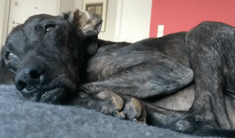 Un chien attend 9 ans dans un refuge avant de trouver une famille d’accueil aimante