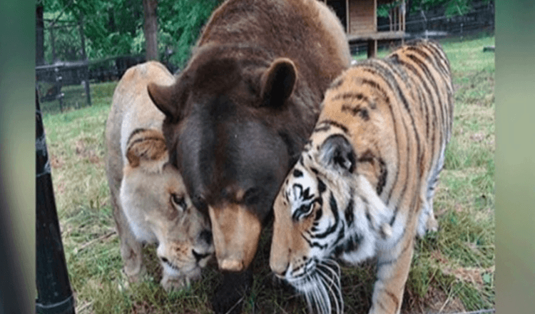 Le lion, le tigre et l’ours deviennent amis pour la vie après avoir été sauvés alors qu’ils étaient petits.