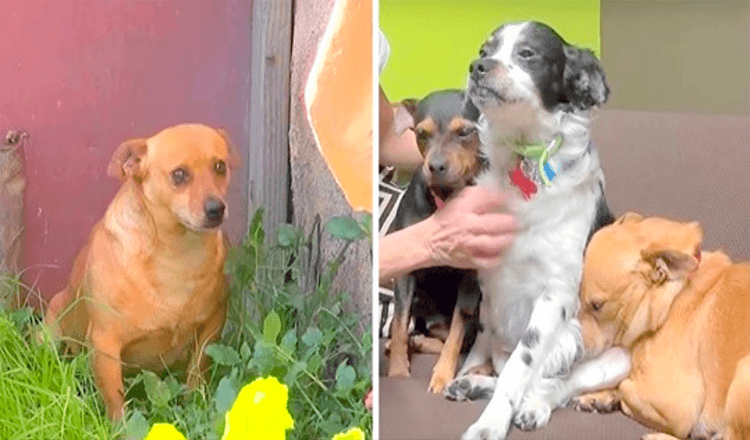 3 chiens n’ont nulle part où aller après la mort de leur propriétaire et pleurent devant sa maison pendant 18 mois