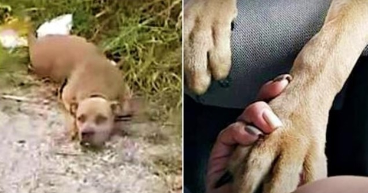 Un chien triste et effrayé lève la tête pour que la femme sache qu’elle était vivante et lui met la patte dans la main