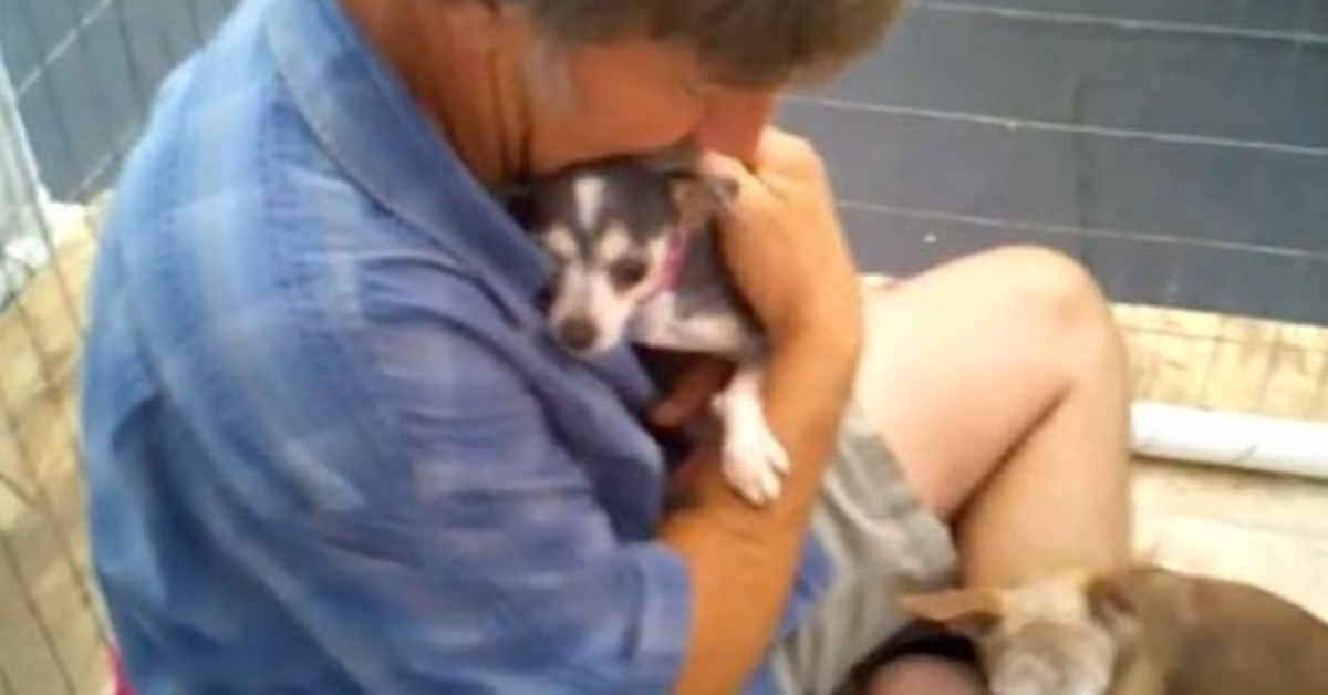 Puppy Mill Dog n’a jamais ressenti le contact d’un humain, alors un bénévole entre dans un chenil avec elle