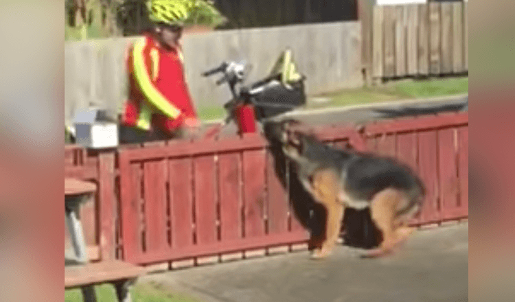 Une caméra cachée capture la douce routine du facteur avec un chien incompris