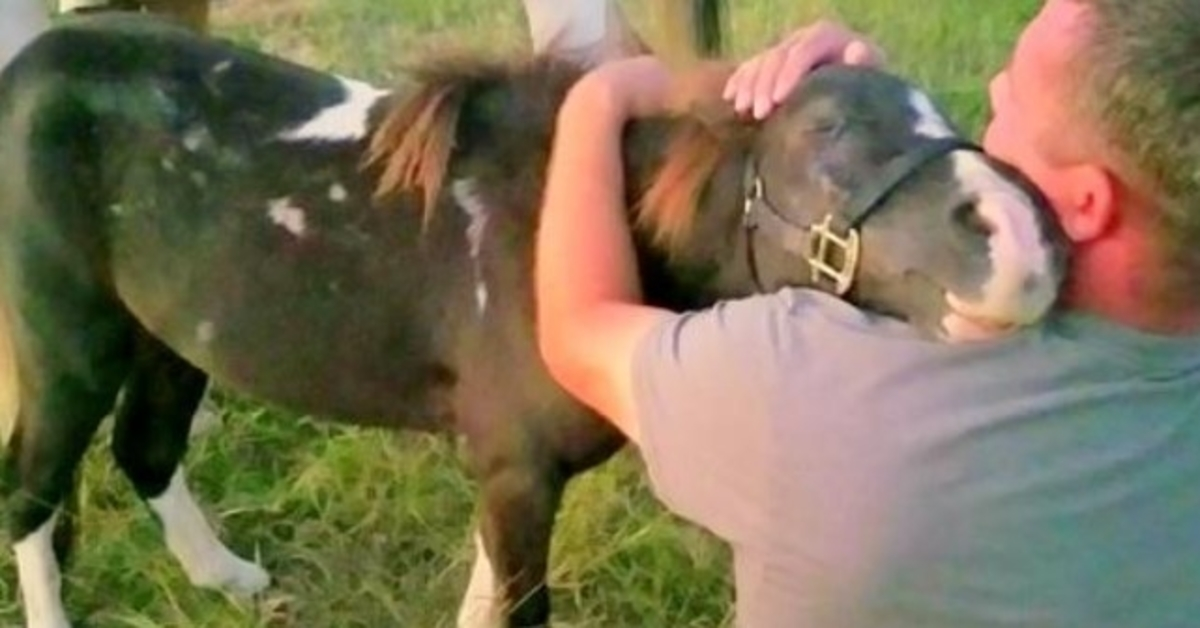 Un poney maltraité vendu pour le commerce de la viande, embrasse l’homme qui l’a sauvé à la dernière minute