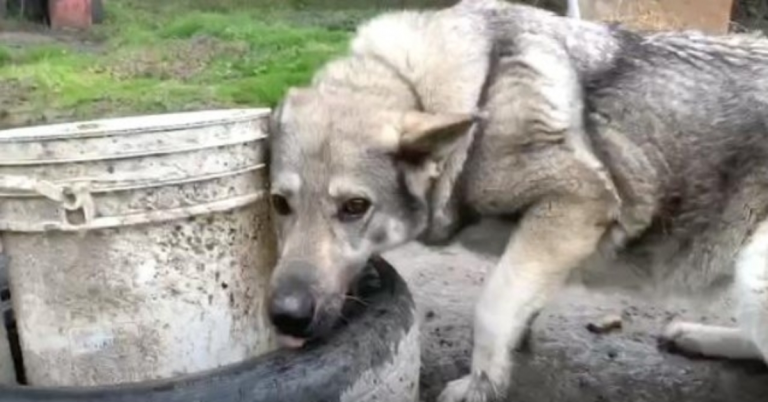 Un “chien d’arrière-cour” déprimé était assis dans la boue, si seul au bout de cette chaîne
