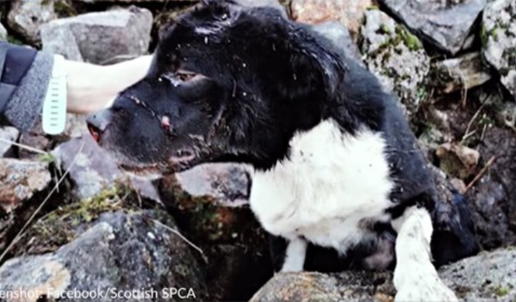 Un border collie retrouvé enterré vivant sous un tas de pierres est adopté par un sauveteur