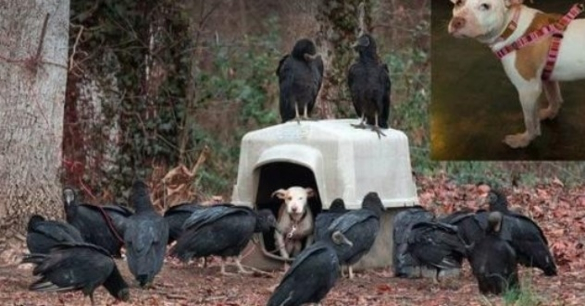 Chiot négligé entouré de vautours attendant qu’elle meure