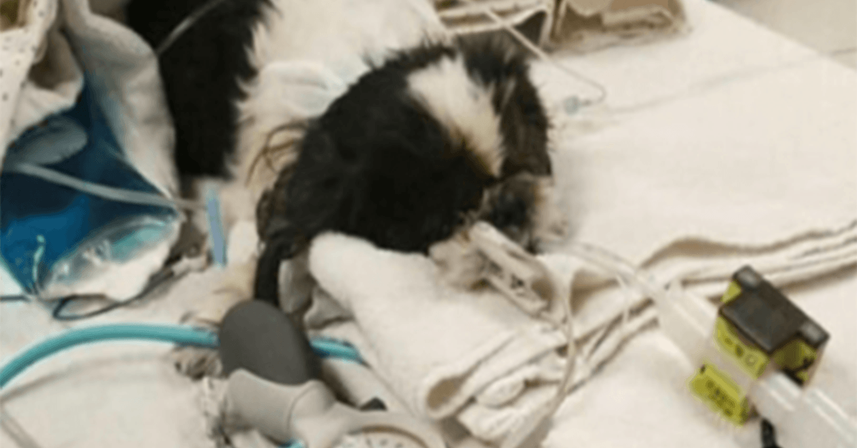 Une vétérinaire euthanasie par erreur une chienne, mais elle se bat pour survivre contre toute attente