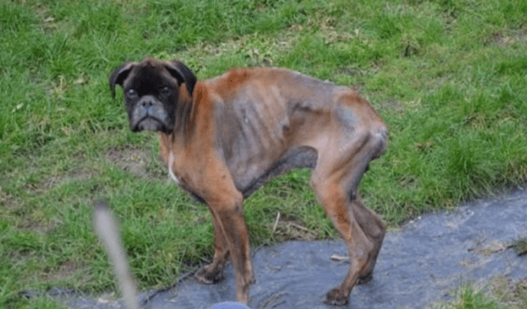 Après la mort de ses propriétaires, le chien a été laissé dans un état misérable vivant dans la rue pendant 2 ans