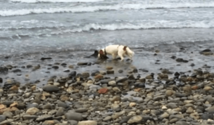 Un chien fait une découverte près du bord de l’océan et refuse de bouger jusqu’à ce que son propriétaire l’aide