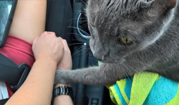 Moment touchant, un chat mourant “tient la main de son propriétaire” lors de son dernier voyage chez le vétérinaire