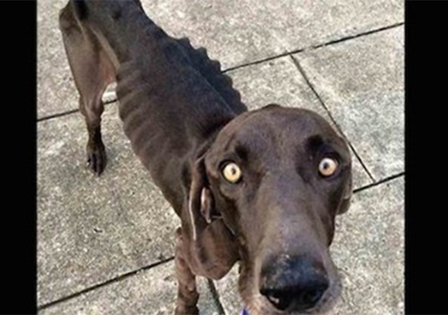 Un chien affamé qui a survécu en mangeant des brindilles et des cailloux est heureux pour toujours