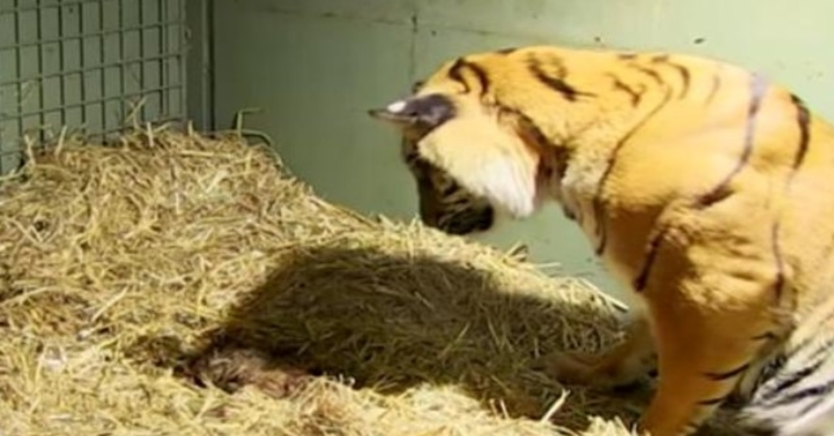 Les gardiens stupéfaits après que les instincts maternels du tigre se soient manifestés pour sauver ses jumeaux insensibles