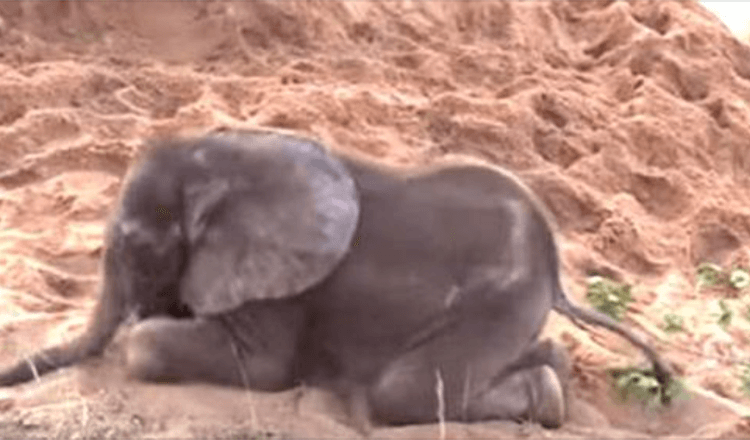 Un bébé éléphant malade était en train de mourir après que son troupeau l’ait rejeté, il devient un ami improbable
