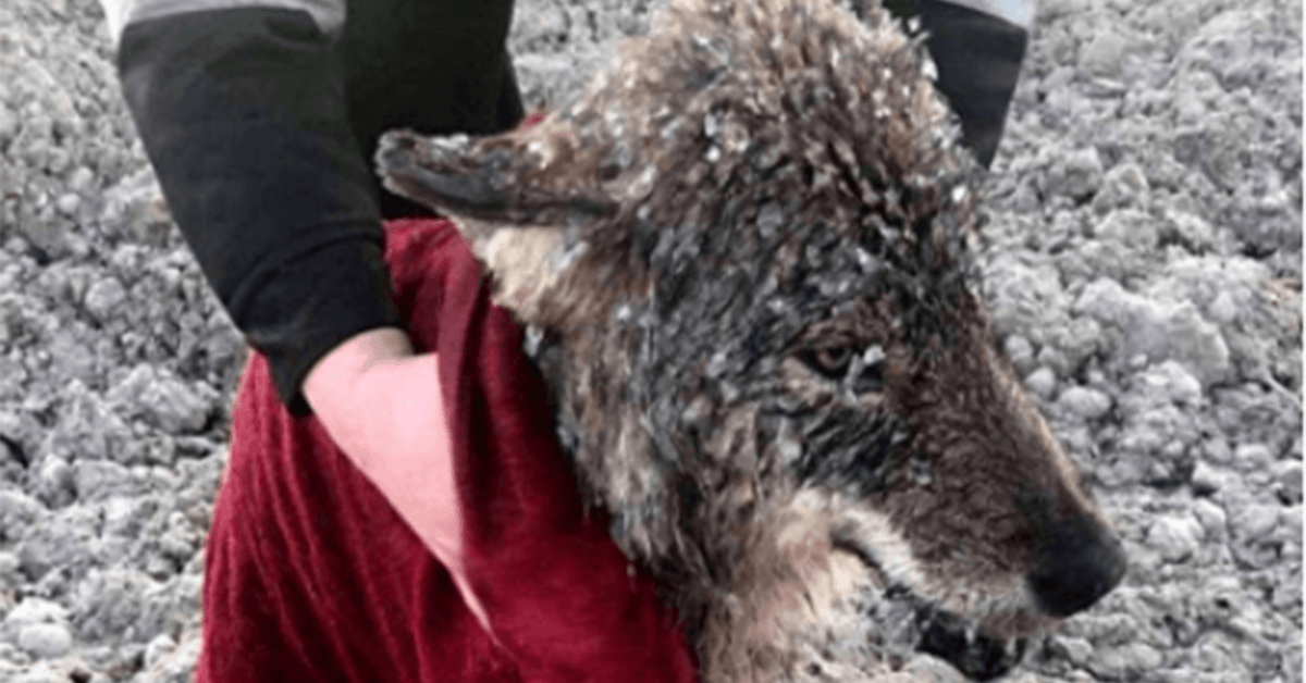 Des hommes sauvent un loup qu’ils pensaient être un chien de la noyade dans l’eau glacée