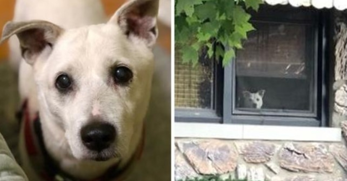 Un chien est décédé après s’être assis près de la fenêtre pendant 11 ans en attendant que son propriétaire rentre à la maison
