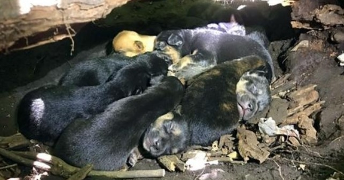 Malgré sa jambe cassée, maman chien a transporté les 13 chiots dans la cachette la plus sûre