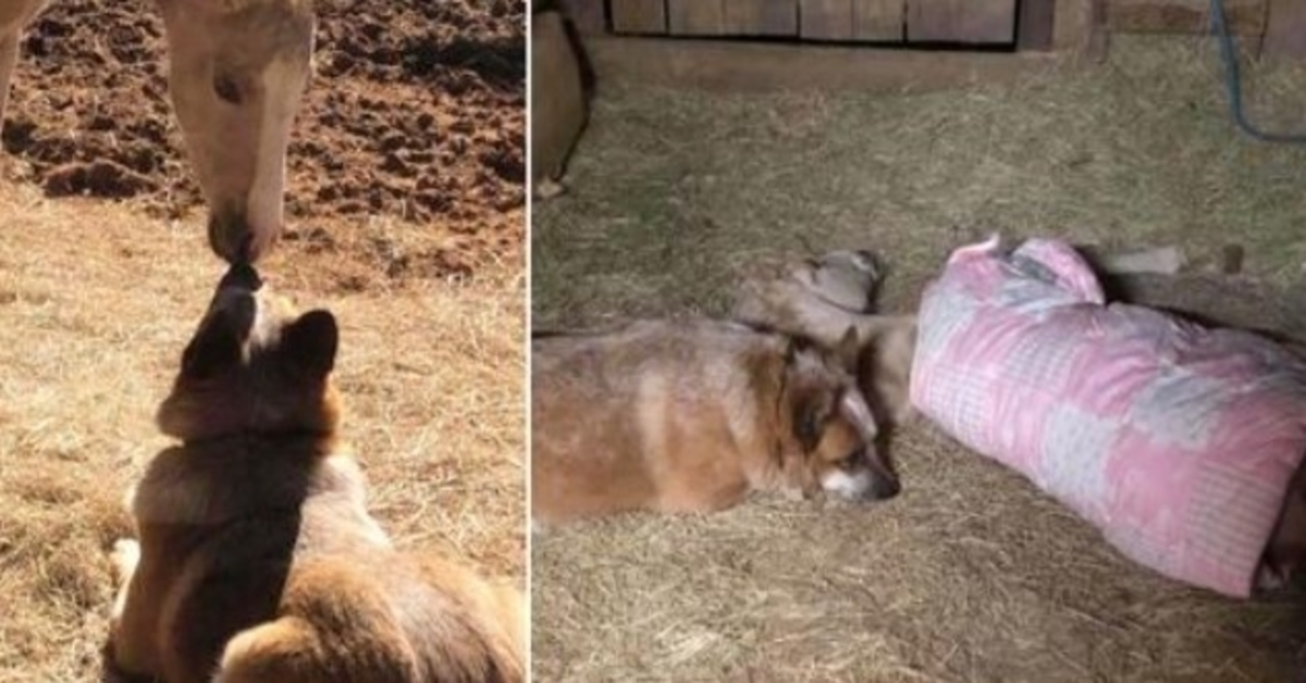 Il a perdu sa mère à 9 jours et trouve un chien de sauvetage qui ne le laisse pas dormir seul