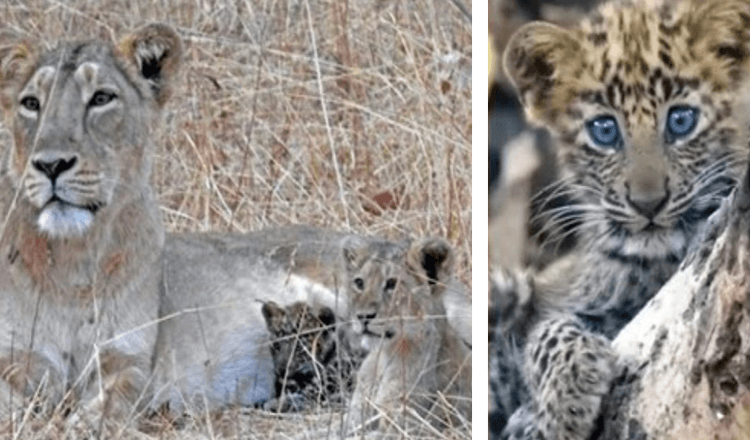 Une maman lionne adopte un bébé léopard malade et l’élève comme la sienne