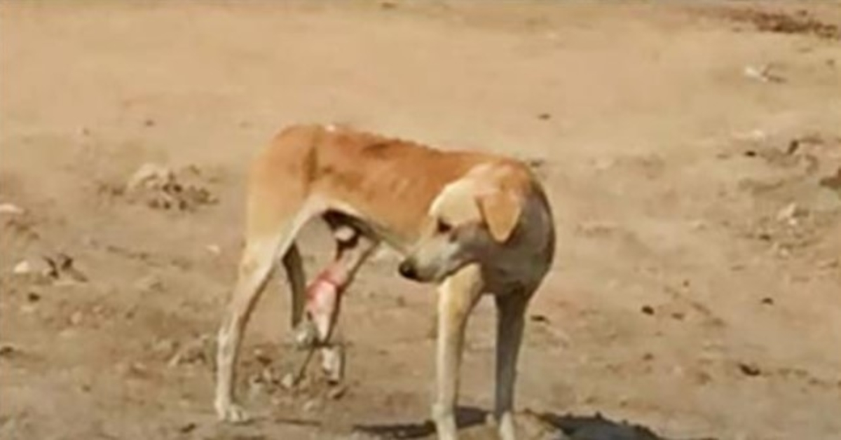 Un chien de rue affamé avec une jambe coincée ne comprend pas sa douleur et marche à côté de lui