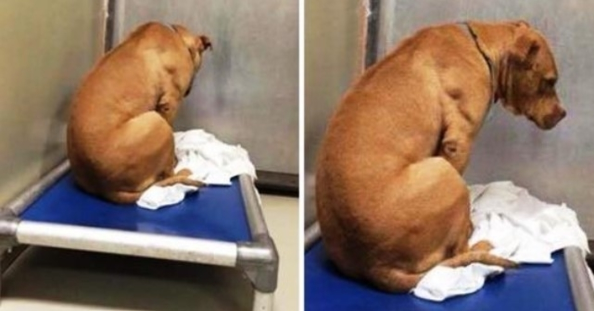 Ce chien est brisé après l’échec de son adoption, alors il regarde un mur toute la journée