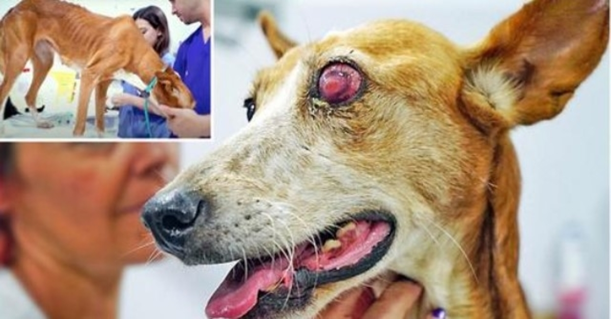 Un chien de chasse battu a abandonné la vie après que son propriétaire l’ait jugée “inutile” et l’ait larguée